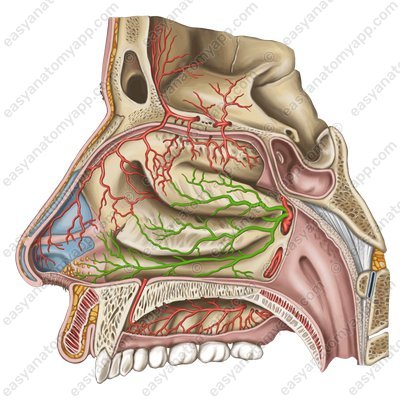 Латеральные задние носовые артерии (aa. nasales posteriores laterales)